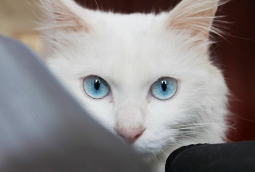 译]猫的毛色与遗传– 路过世间
